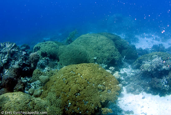 The reef on the way to the wall of the Saudi Border 