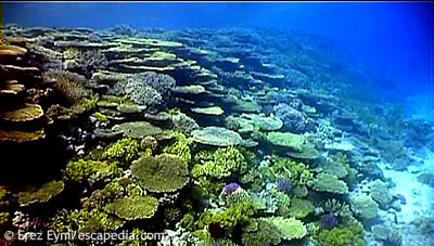 The Small Passage The Small Passage