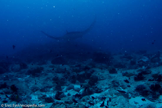 Giant Manta