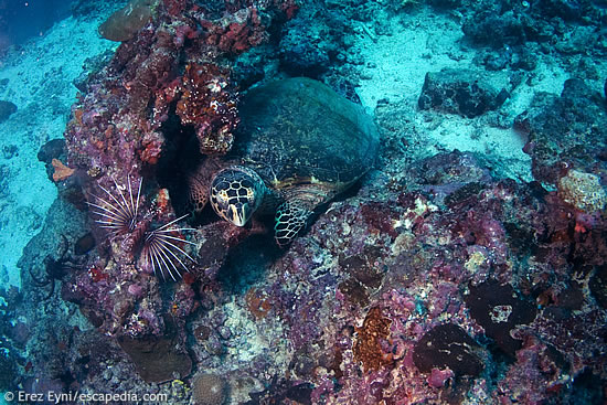 A turtle and a Lion fish