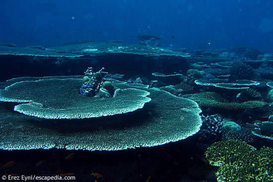 A small part of the coral garden at Digga Thila