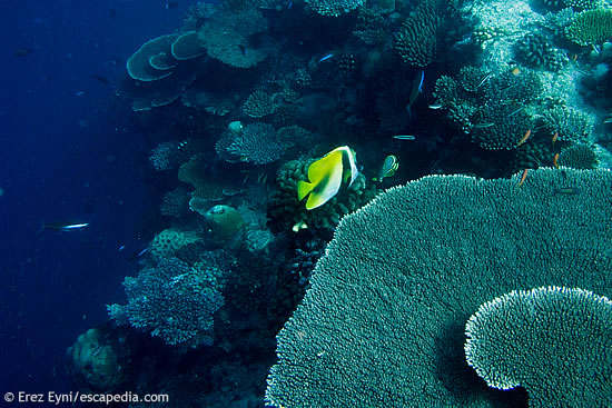 Another part of the coral garden