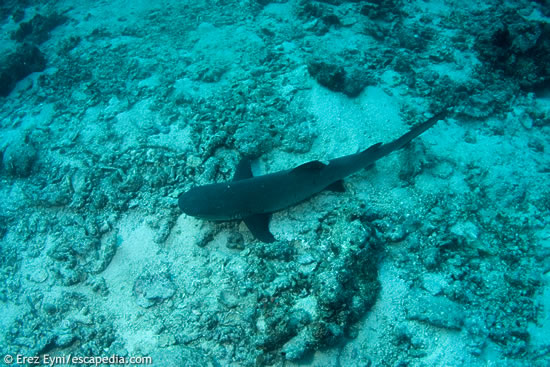 white tip white tip