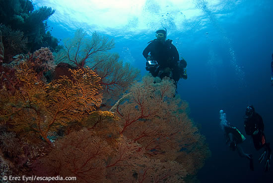 Fan Corals in Tubbataha