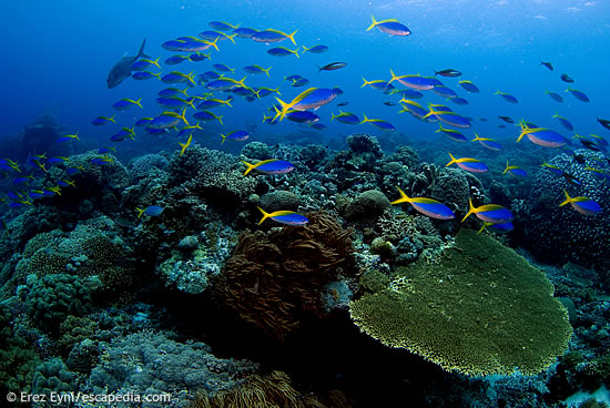 Reefscape of Tubbataha
