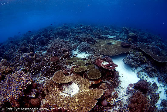 At the top of the walls in Tubbataha there is always a stunning pinnacle