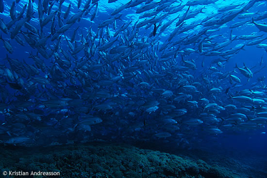 Big school of Jacks