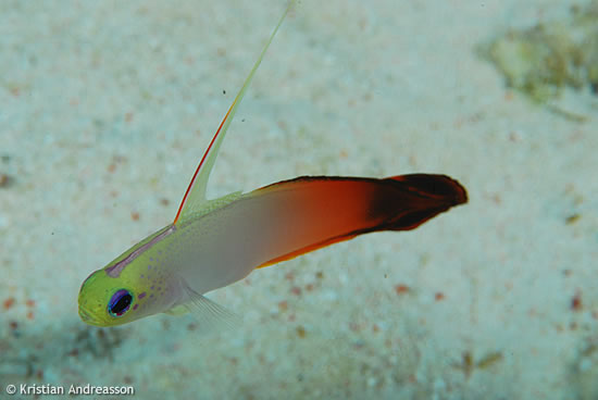 Tubbataha: Red Fire Goby