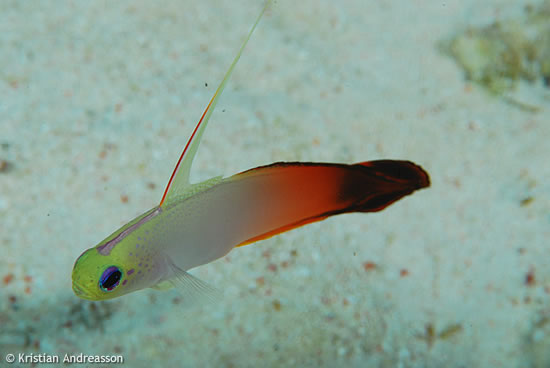 Tubbataha: Red Fire Goby Tubbataha: Red Fire Goby