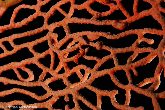 Pigmy Sea Horse on a fan coral