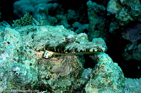 Crocodile fish at beacon Rock