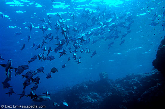 Big schools of fish at Elphonstone Reef