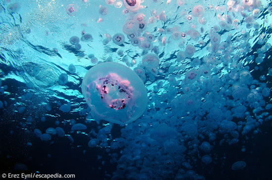 Jelly Fish soup at Panorama Reef