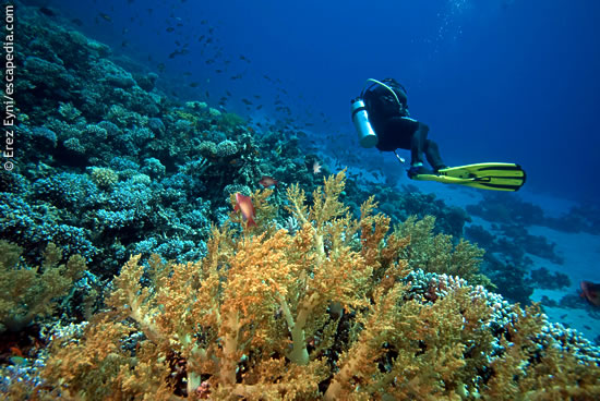 Near the Canyon, Dahab