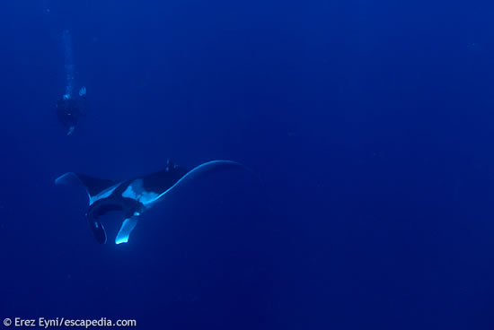 Manta Ray at Koh Bon