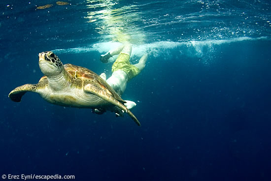 A turtle that has been fed with bananas by the staff