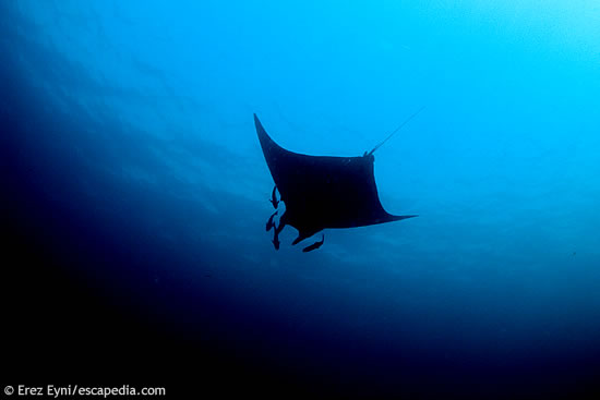 Devil Ray@8 Mile Rock