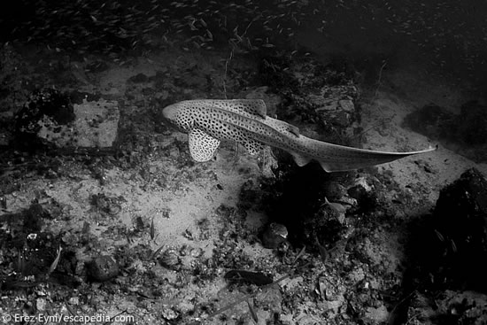 Leopard Shark at 8 Mile Rock