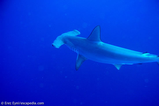 One of 12 hammer head sharks @ Jackson Reef