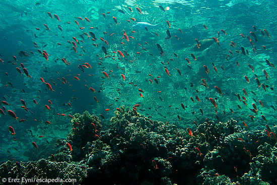 Thomas Reef reflects in shallow water