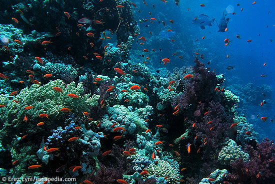 Woodhouse Reef Woodhouse Reef